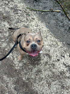 Pocket Bully Dog Walker in Blidworth Mansfield Nottinghamshire