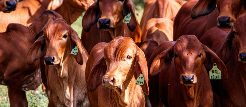 União Europeia suspende importações de carnes brasileiras por novas exigências sanitárias