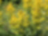 Beautiful Flowers in Tawatinaw Valley
