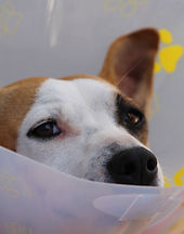 dog-1191662_1920.jpg