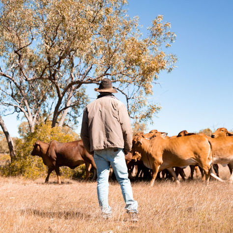 Are TNQ Producers Entrepreneurial By Nature?