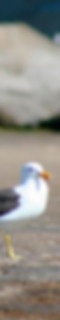 Seagull