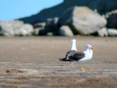 Joint statement with conservation organisations