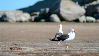 Joint statement with conservation organisations
