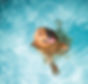 Dog%20swimming%20in%20pool_edited.jpg