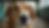 Close-up view of a happy dog in a shelter environment