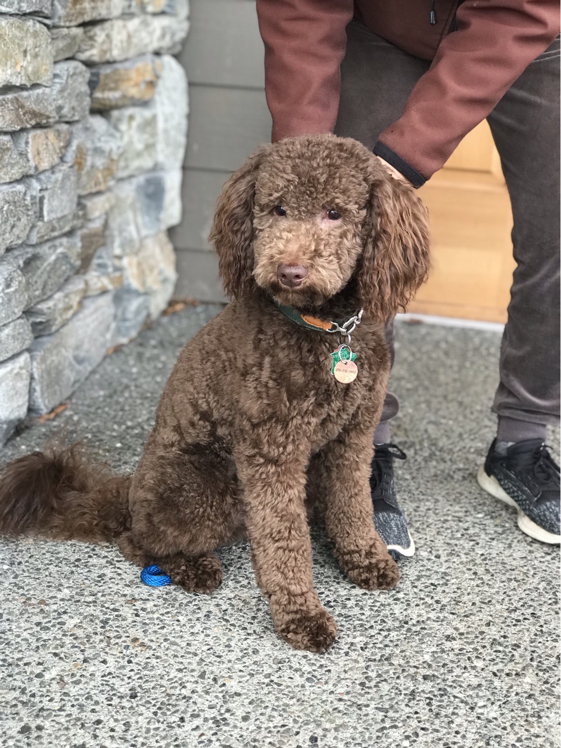 Winston - Double Doodle