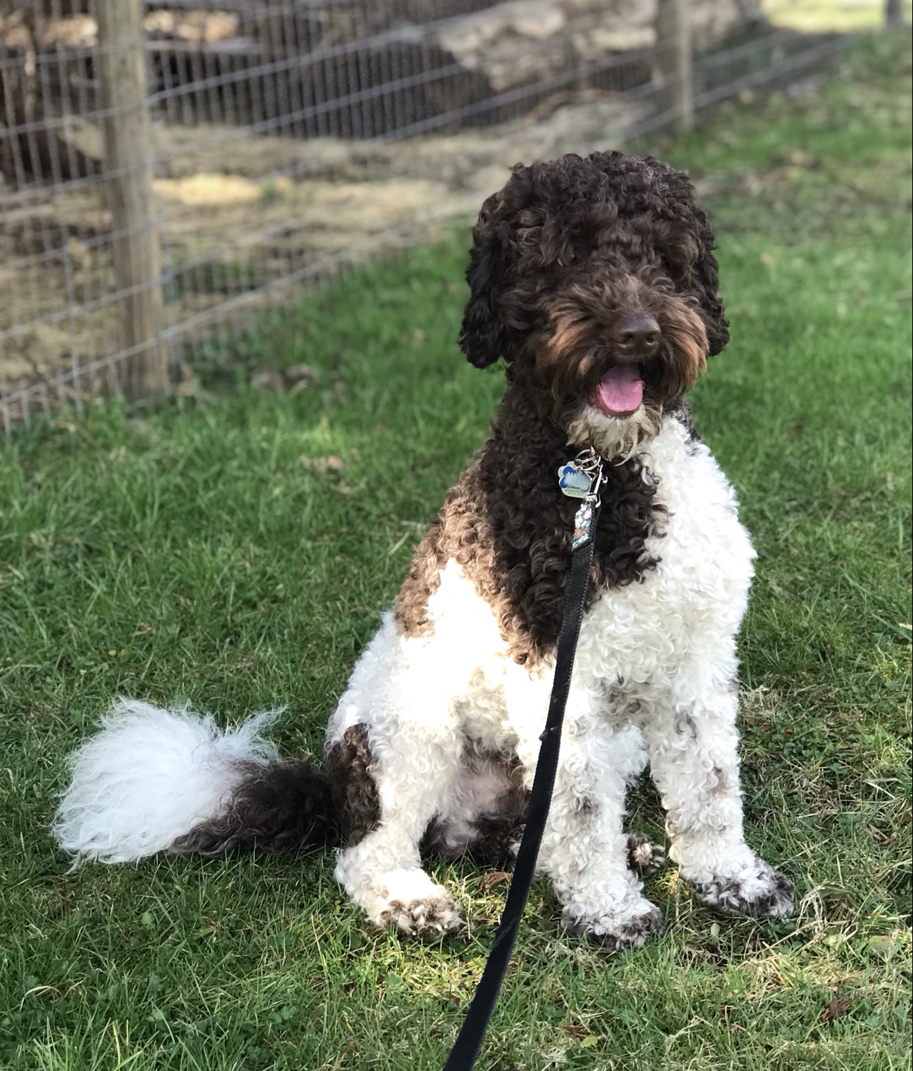 Milo - Multigen Labradoodle