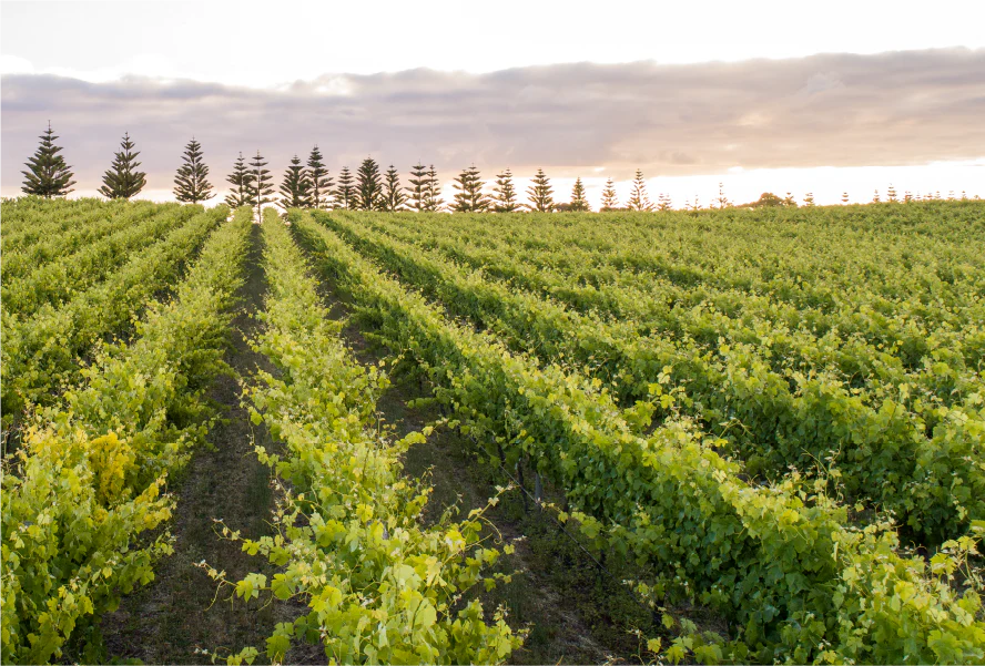 Norfolk Rise Vineyard