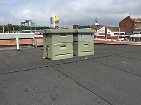 IMG_3139.jpeg