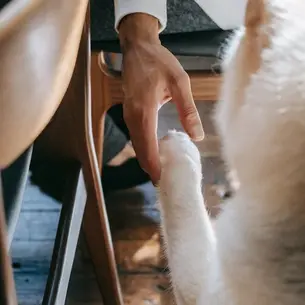 Furry Healers: How Dogs Enhance Mental Health and Aid Therapy