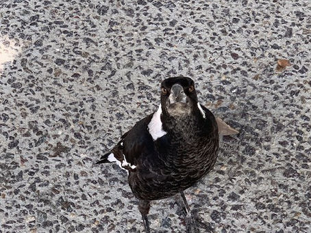 Routes 80 & 81 Tuggeranong to Lanyon Marketplace
