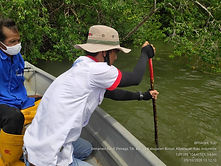 mangrove.jpg