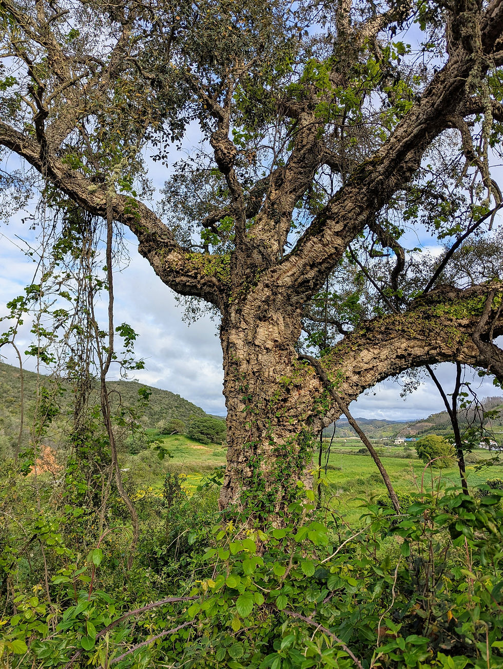 Cork tree along the trail on Fisherman’s Trail Portugal Day 4