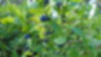 Close-up of a huckleberry bush along the Oregon section of the PCT, a popular foraging snack for hikers (and bears)