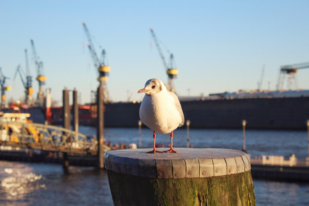 Harbour Seagull