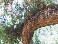 Conservation Lower Zambezi, helping protect one of Africa’s finest wildlife areas