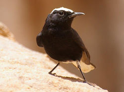 Tamoulat -Moula Moula Turdidae Family.jpg