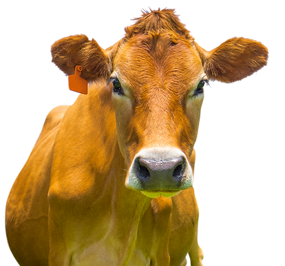 ジャージー種の乳牛