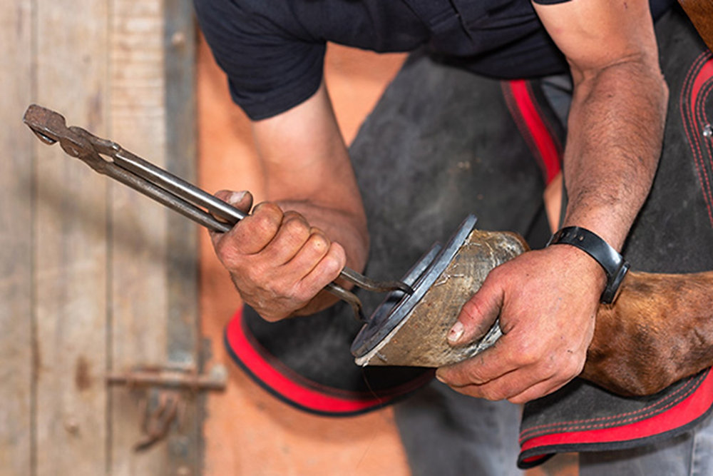 Why Do Horses Wear Shoes?