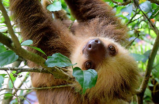 sloth_costa_rica.jpg