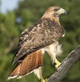 Halcón de Cola Roja (Buteo jamaicensis)
