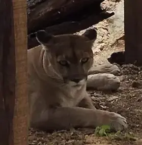  Puma (Puma concolor)