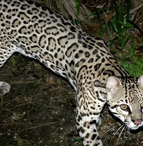ONZA (leopardus pardalis)