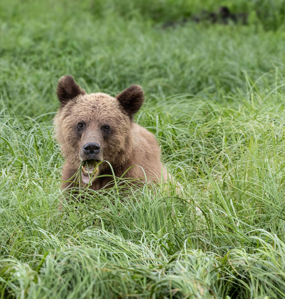 Thumbnail: Coaster -Set of 4 Different Grizzly Bear photos