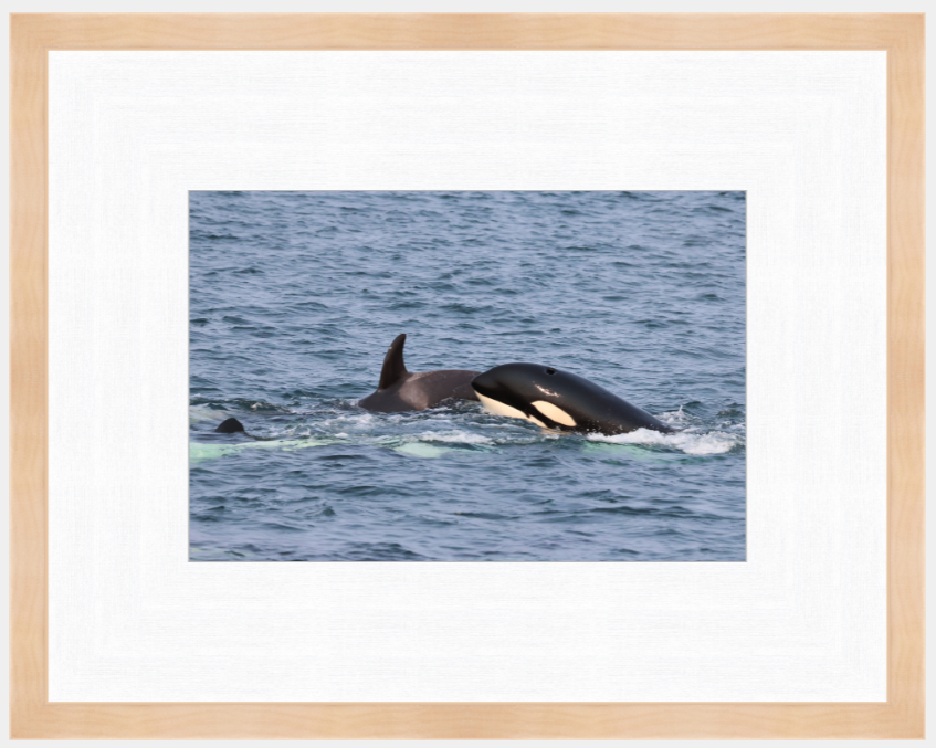 Custom Wood Framed print of Orca Whales playing on the surface