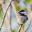 Thumbnail: Chickadee on Stainless Steel Water Bottle