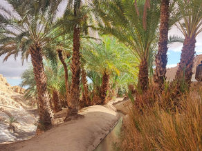 Tozeur: Desierto y Oasis. Chebika y Mos Espa