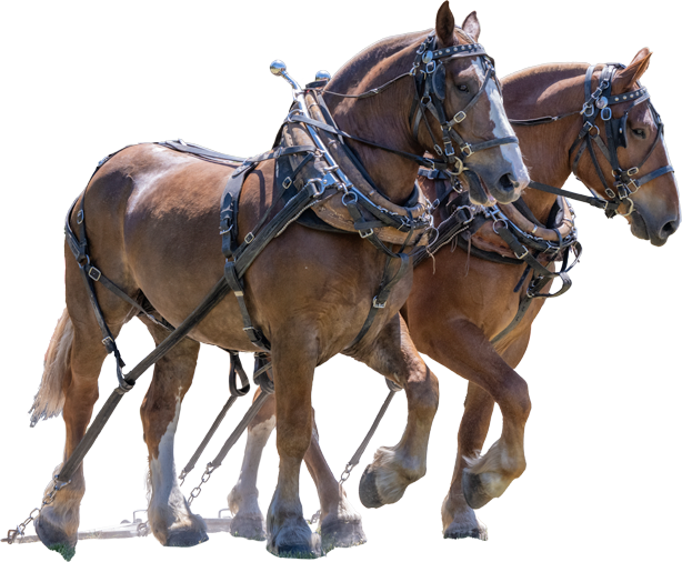 Jacksonport_Horses_2023.png