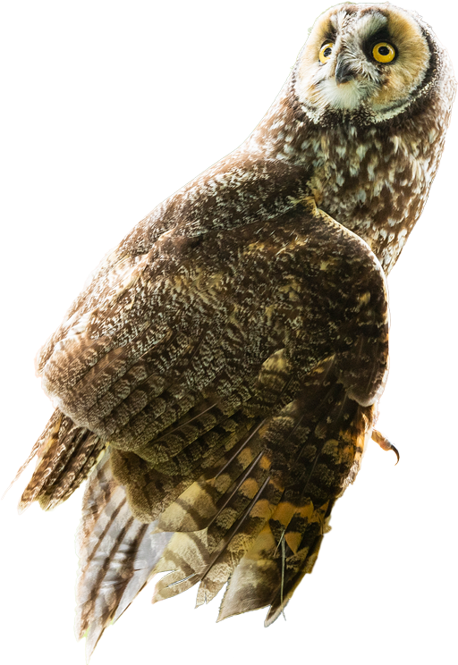 Open_Door_Bird_Sanctuary_Owl_farmersMarket__LVP6217.png