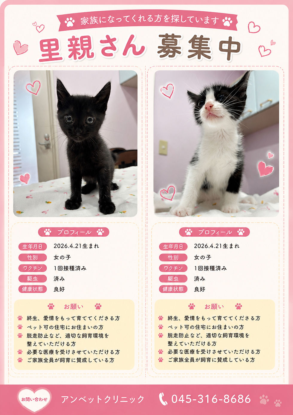 新しい家族を探しています🐾