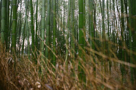 Arashiyama