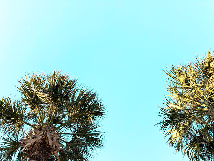 blue-palms_edited.jpg