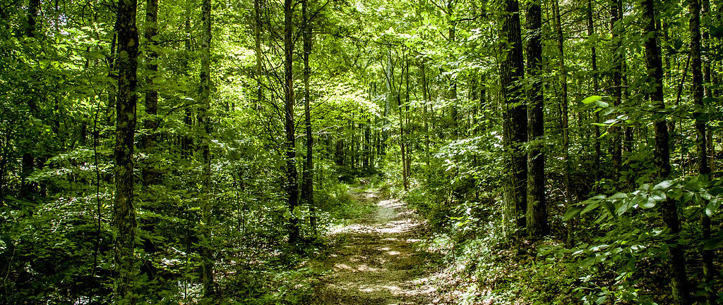 lick-creek_12.jpeg