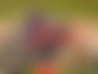 Tony Cairoli retorna ao AMA Pro Motocross e reforça a Ducati em Red Bud