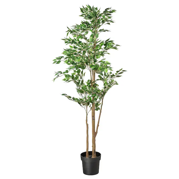 Medium Plant - 67"