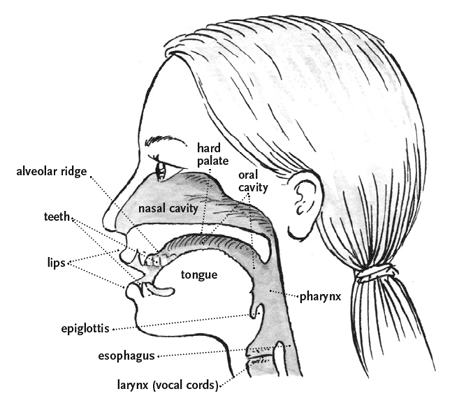 3118_scrolls_anatomy.gif