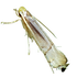 Leaf Miner.png