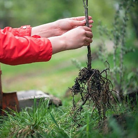 how-to-plant-bare-root-fruit-tree.jpg