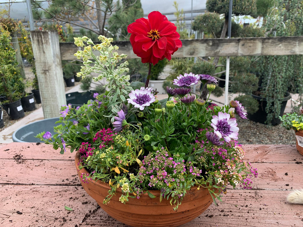 BLOG & UPDATES Morris Nursery