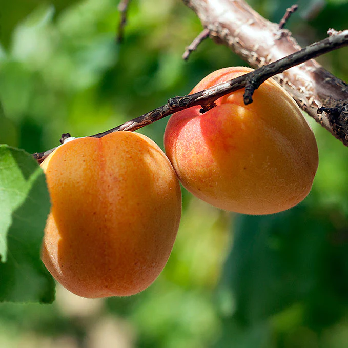 Apricots_web_lr_19869653-5678-46b3-ba79-53a7e14a2d8b.webp