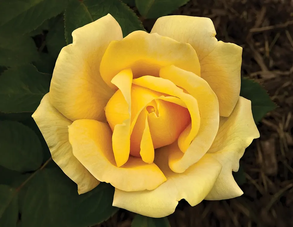 Roses 2027