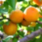 Fruit Trees 2027