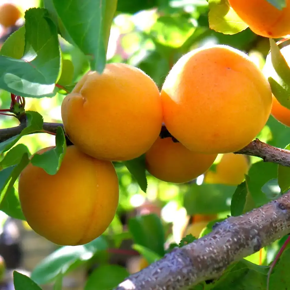 Fruit Trees 2027