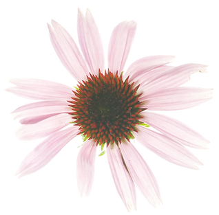 9dbbd361-efb9-45c0-ad21-f01518feb268_edi