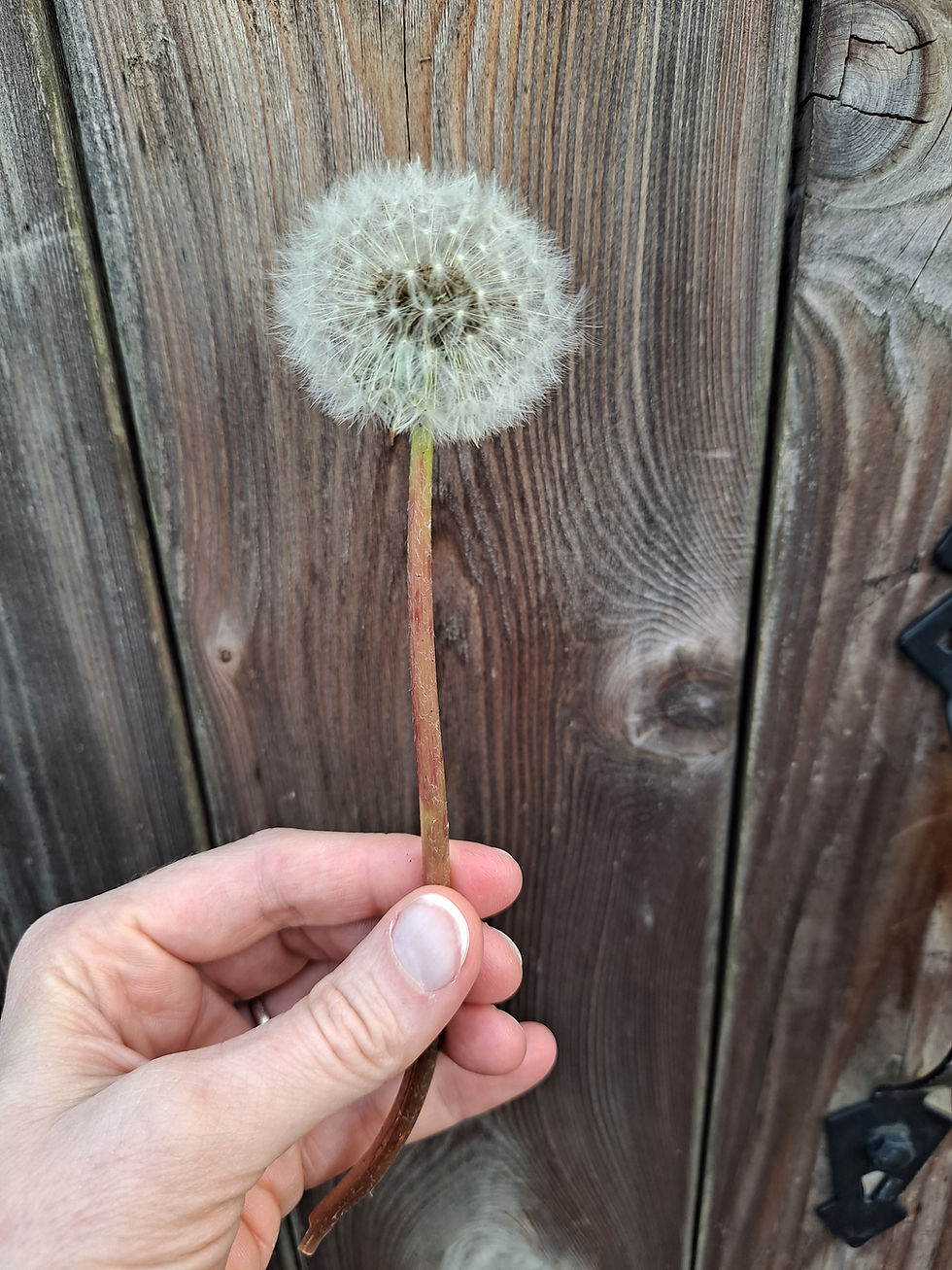 Hand holds a fluffy dandelion against a wooden fence, showcasing natural textures and soft lighting.